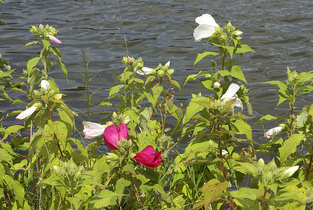 Greenbelt Lake, July afternoon-1