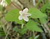 Tiny Woodland Flower