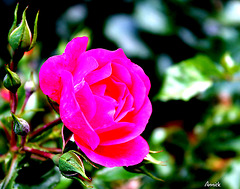 un bon week end lumineux à tous un bon week end lumineux à tous