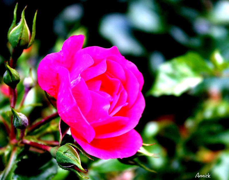 un bon week end lumineux à tous