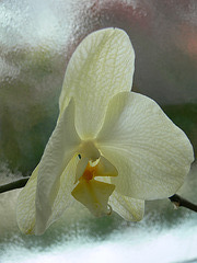 zartgelbe Orchideenblüte