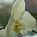 zartgelbe Orchideenblüte