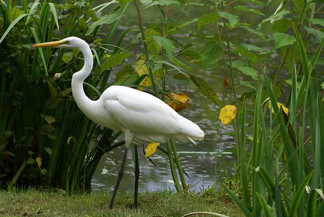 Snowy Egret