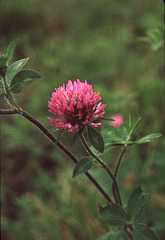 Another (well, actually the same) Red Clover