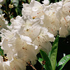 Rhododendron (1)