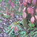 Morgentau und Herbstblätter
