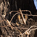 Great Horned Owl (Bubo virginianus) on Nest