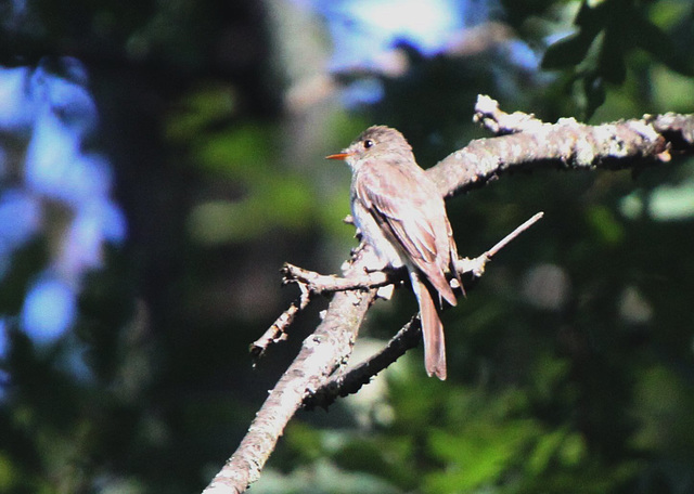 Eastern Wood-Pewee