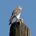 American Kestrel (with snack)