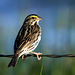 Savannah Sparrow