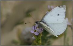 Dernier petit blanc