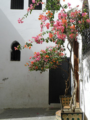 Rosal en Tanger / Rozujo en Tanĝero