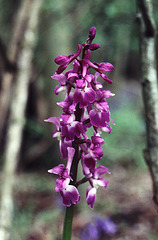 Purple spotted orchid