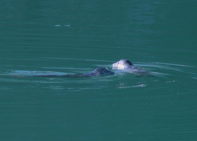 Day 7: Harbor Seals