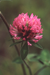 Red Clover