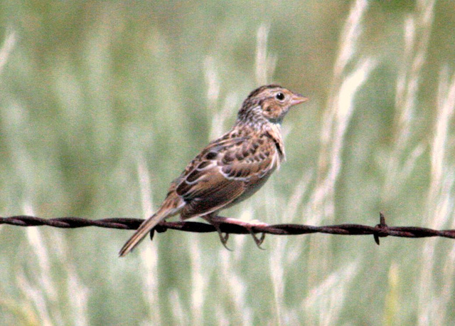 Grasshopper Sparrow