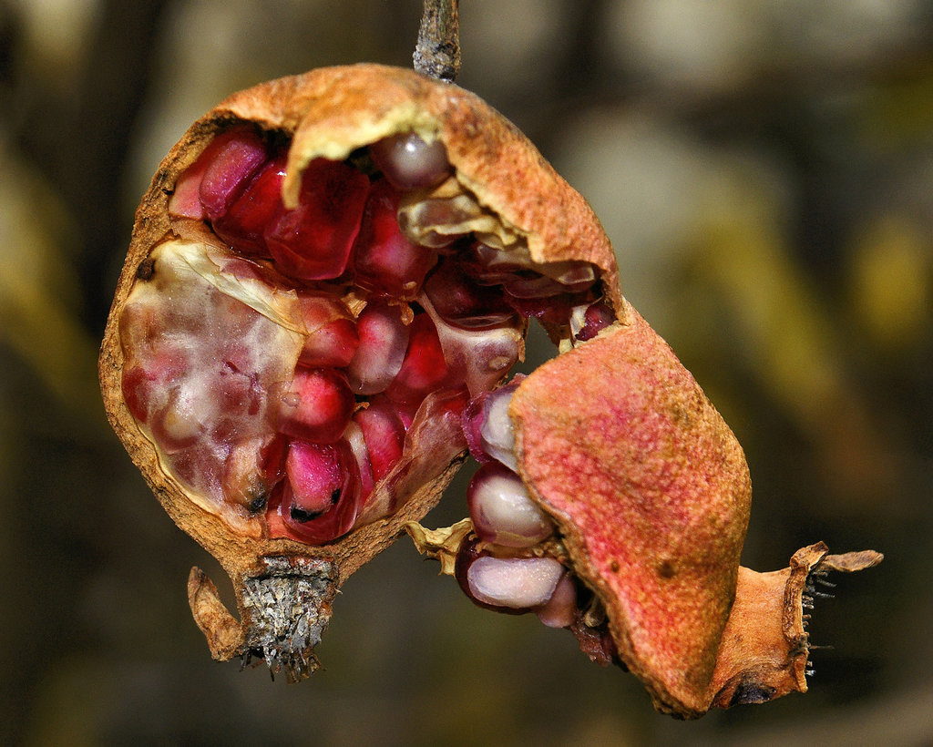 Bonsai Pomegranate – National Arboretum, Washington D.C.