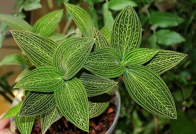 Ludisia discolor v. alba 'Jade Velvet'