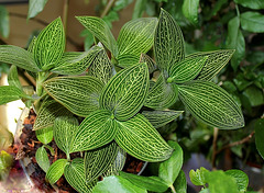 Ludisia discolor v. alba 'Jade Velvet' (2)