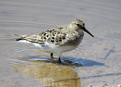 Baird's Sandpiper