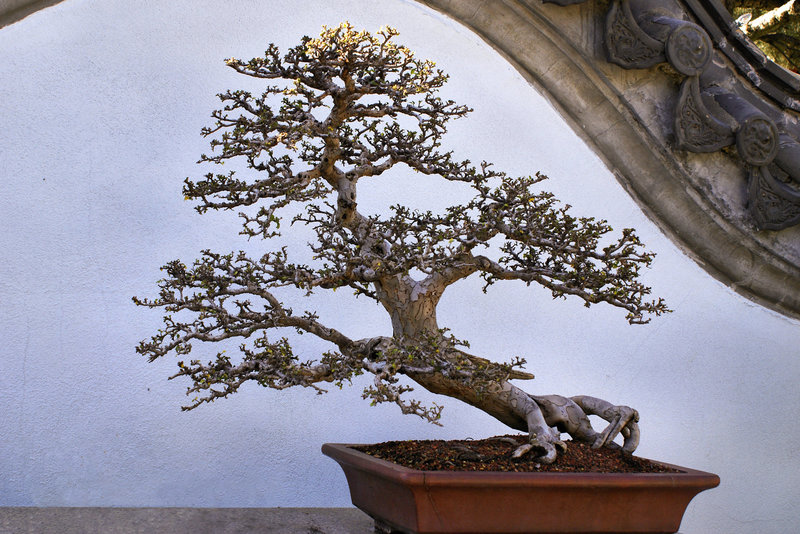 Bonsai Chinese Elm – Montreal Botanical Garden