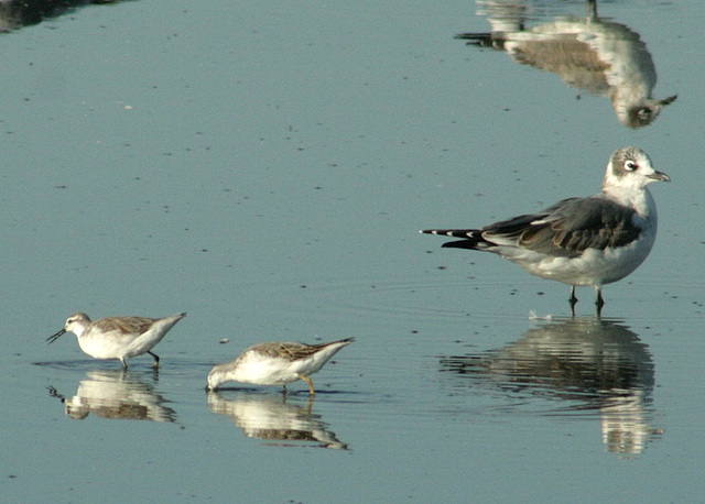 Wilson's Phalaropes and Franklin's Gull