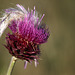 Mulleted Musk Thistle