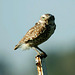 Burrowing Owl