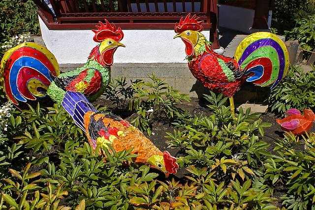 Cocks of the Walk – Montreal Botanical Garden