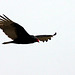 Turkey Vulture