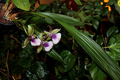 Zygopetalum Rhein 'Blue Angel '