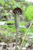 Jack-in-the-pulpit