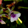 Zygopetalum Rhein 'Blue Angel ' (2)