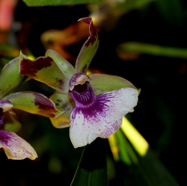 Zygopetalum Rhein 'Blue Angel ' (2)