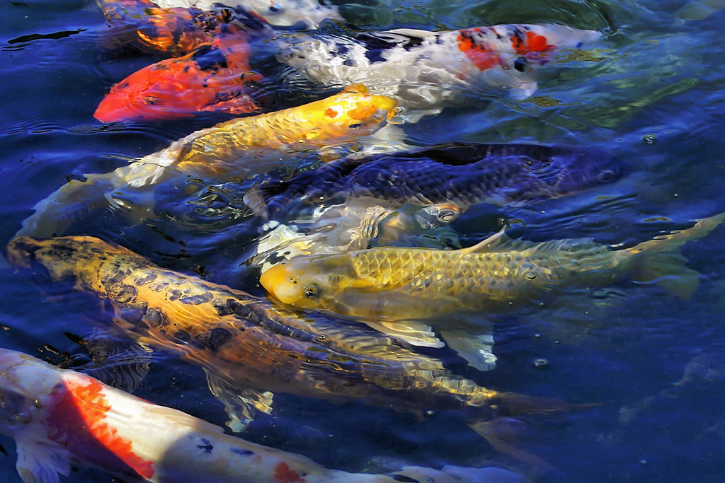 Koi Carp – Montreal Botanical Garden