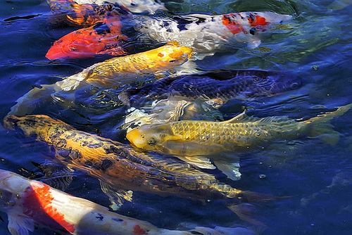 Koi Carp – Montreal Botanical Garden