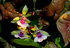 Zygopetalum Rhein 'Blue Angel ' (6)