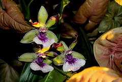 Zygopetalum Rhein 'Blue Angel ' (7)