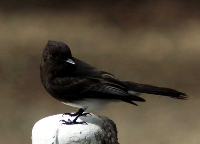 Black Phoebe