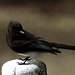 Black Phoebe