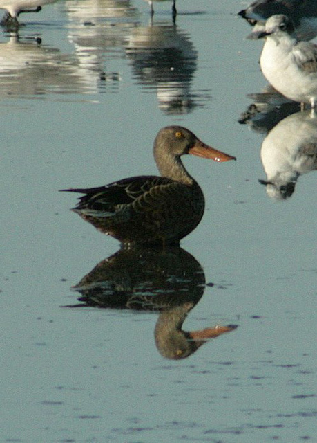 Northern Shoveler