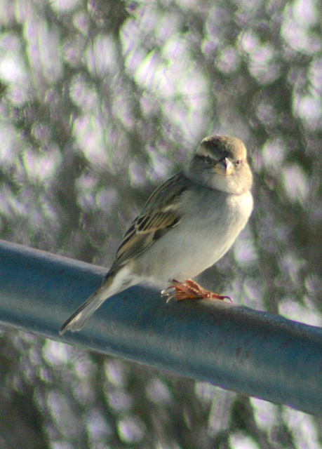 House Sparrow