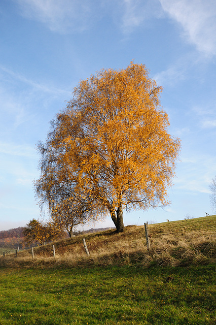 Herbstspaziergang - 121117