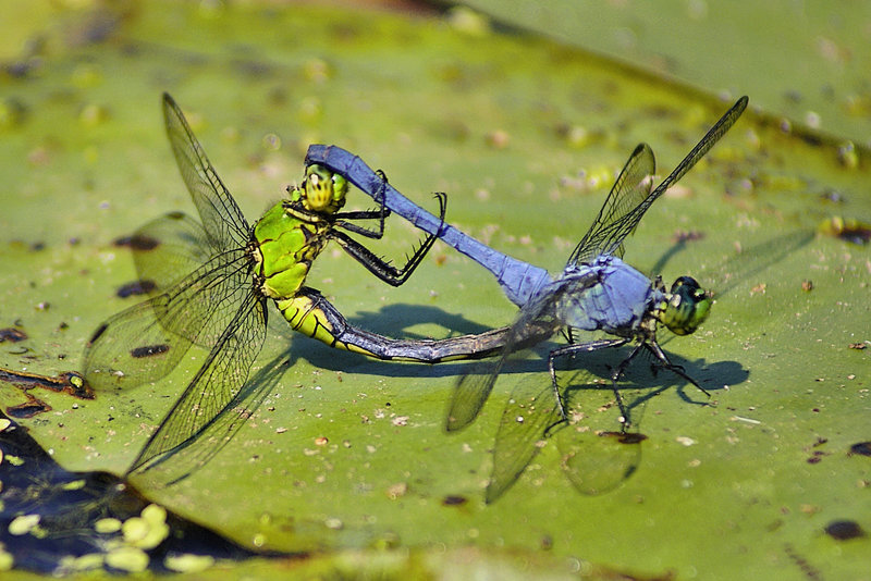 Will the Circle be Unbroken?  – Dragonflies Mating