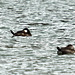 Ruddy Ducks