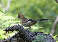 Juvenile Eastern Towhee