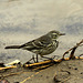 American Pipit