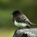 Black Phoebe