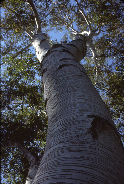 Such textured bark