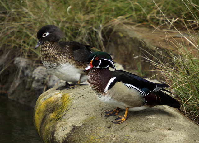 Wood Ducks